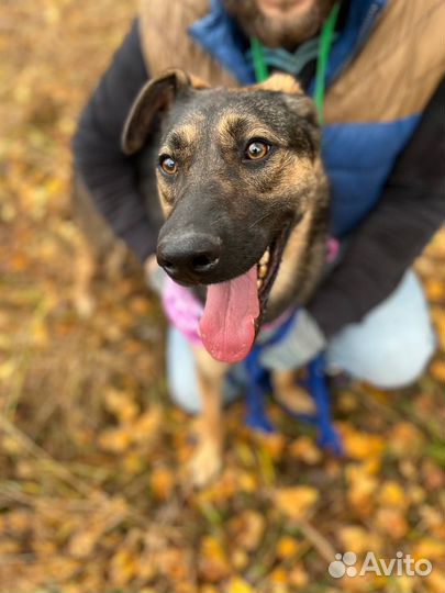 Собака в добрые руки