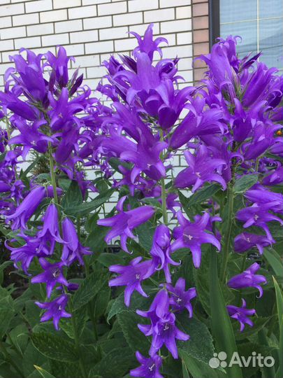 Садовые многолетники