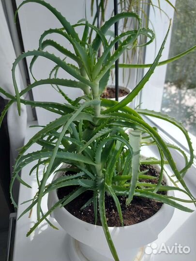 Алоэ 2 года
