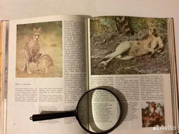 Рассказы о животных; собаки и кошки