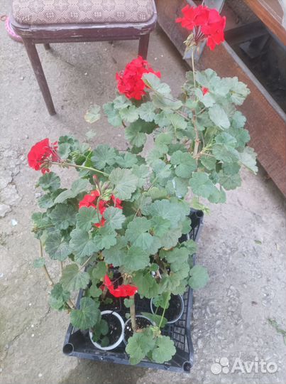 Бругмансия,Пеларгония герань