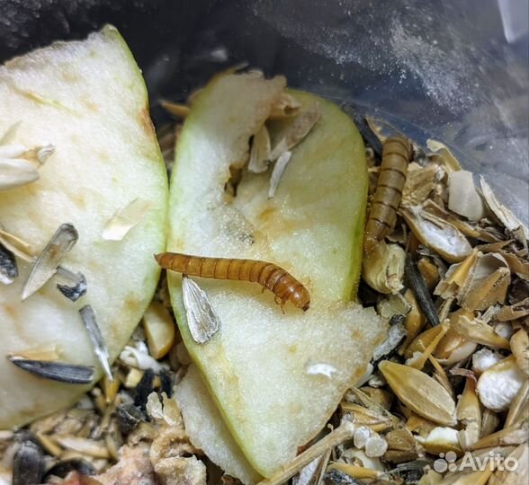 Мучной червь живой