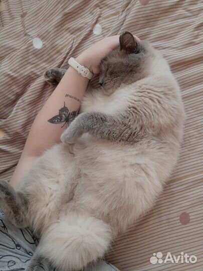Кот в очень добрые руки