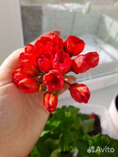 Пеларгония герань Виктория Андрэа