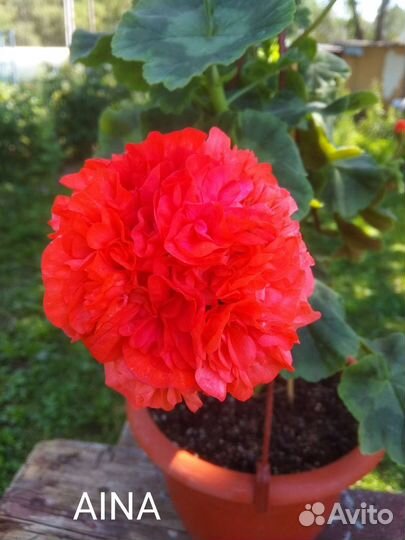 Герань пеларгония