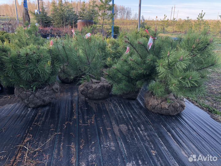 Сосна горная мугус