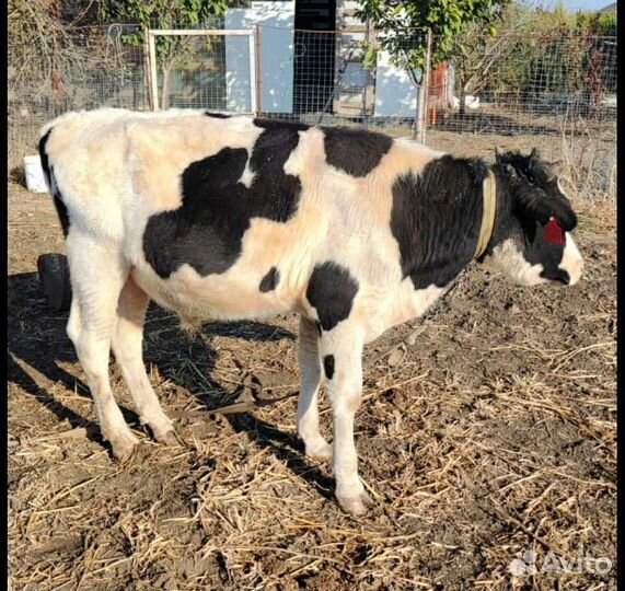 Корова и быки