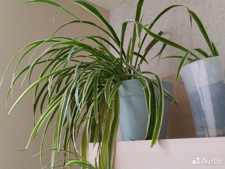 Хлорофитум