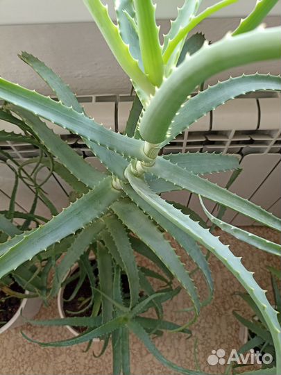 Алоэ столетник