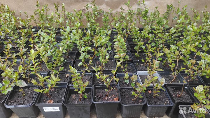 Кизильник блестящий (закрытая корневая система)