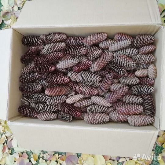 Шишки еловые и сосновые