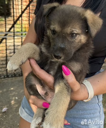 Щенки от крупной собачки бесплатно