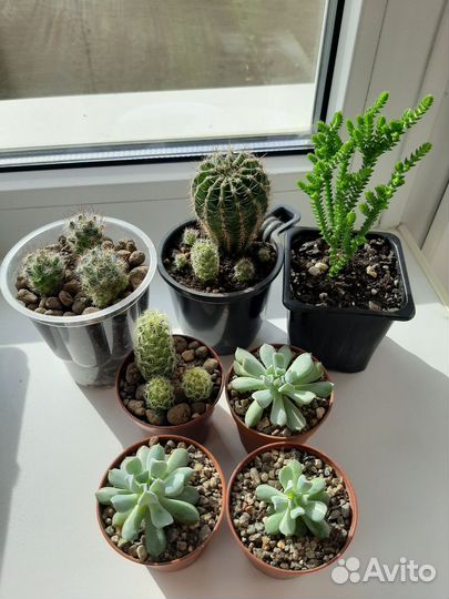 Суккуленты