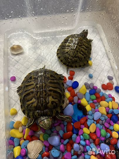 Черепаха красноухая