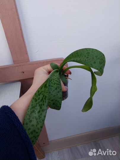 Домашние растения