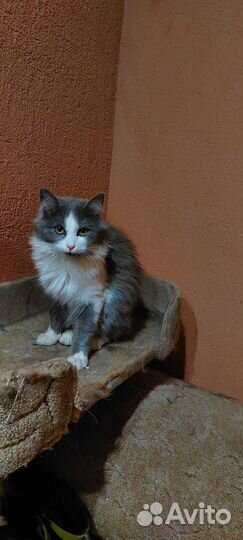 Кошечка подросток в добрые руки