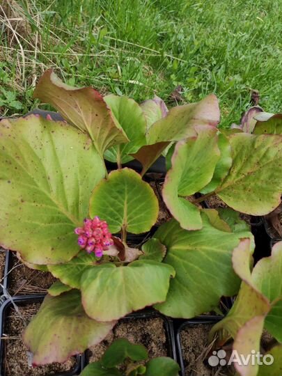 Тимьян ползучий, бадан вечнозелёный