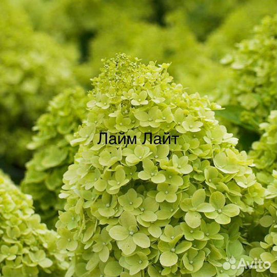 Гортензия Метельчатая Лайм Лайт