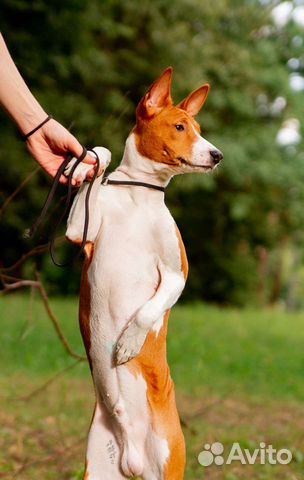 Щенок нелающей собаки Басенджи объявление продам