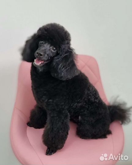 Груминг щенков и взрослых собак и кошек