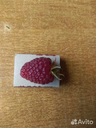 Малина саженцы