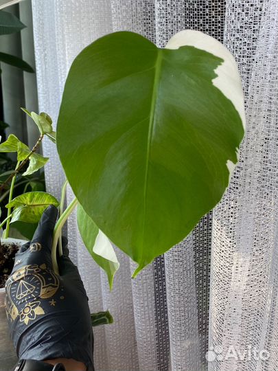 Монстера вариегатная альба