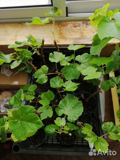 Саженцы винограда