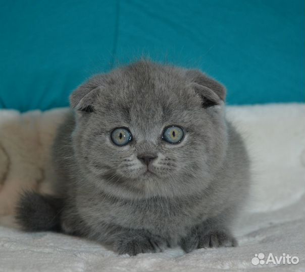 Вислоухие голубые