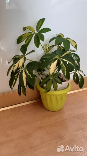 Комнатные цветы шефлера