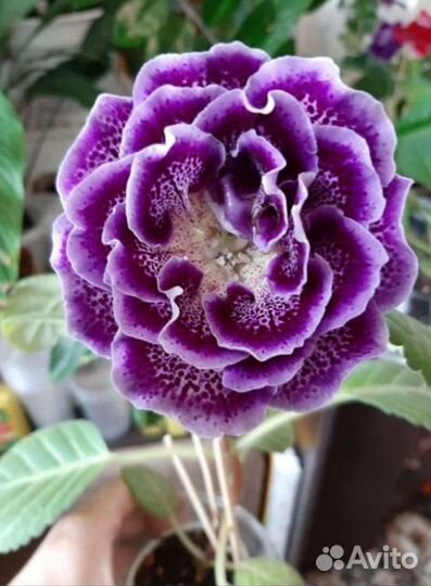 Глоксиния махровая