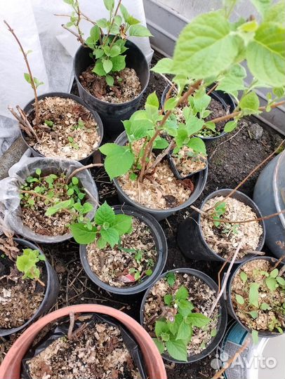 Гортензия древовидная