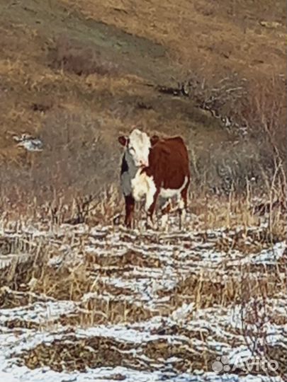 Продам Быков