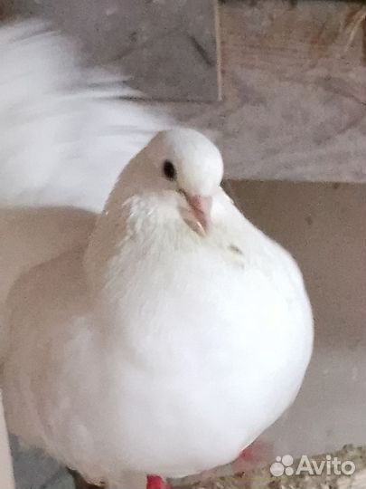 Птицы голуби