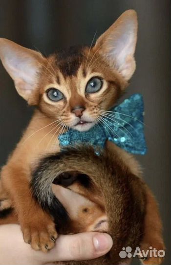 30.08 котята родились, абиссинские с документами