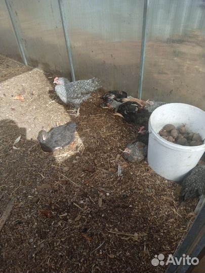 Петух породистый(Загорский)