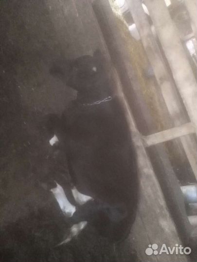 Продажа крс