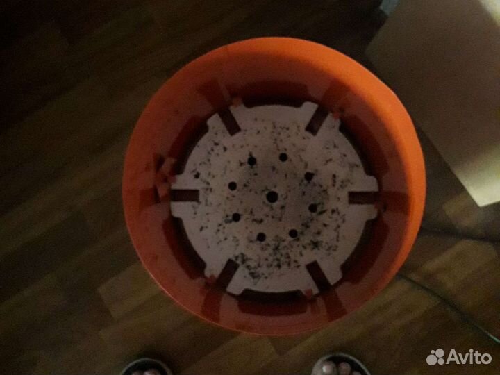 Электросушилка для овощей и фруктов