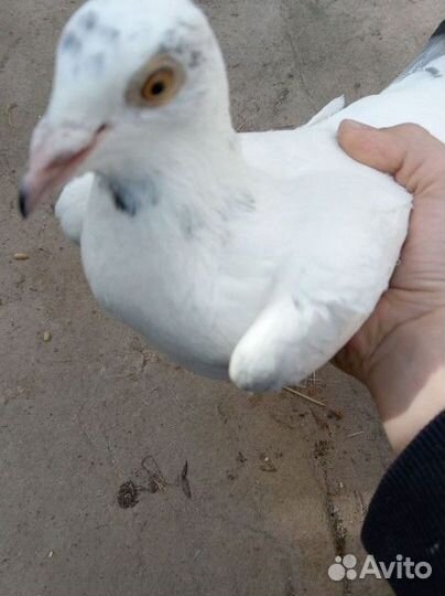 Почтовые голуби