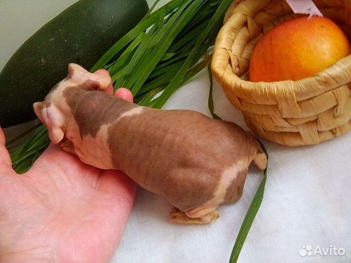 Морская свинка Скинни (малыши)