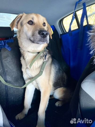 Перевозка животных