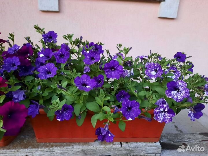 Вегетативная петуния