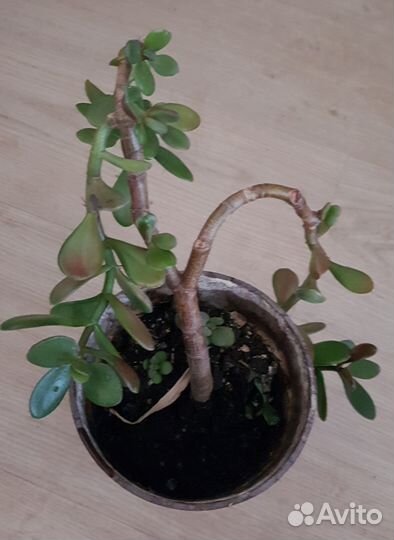 Денежное деревце