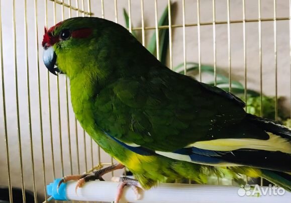 Попугай какарик птенцы
