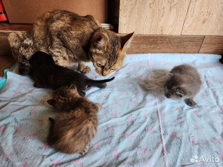 Котята в добрые руки