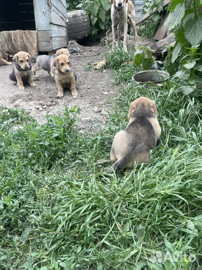 Русская гончая