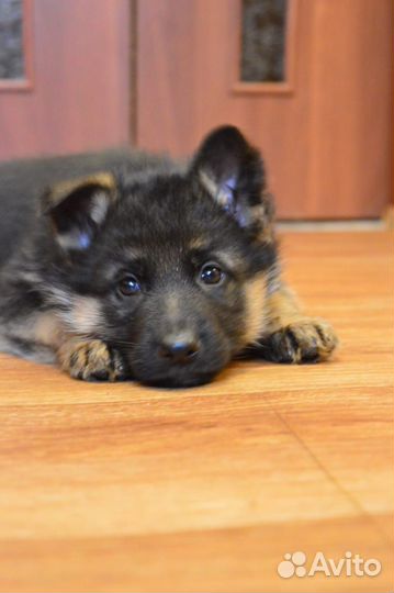 Овчарка девочка гладкошерстная