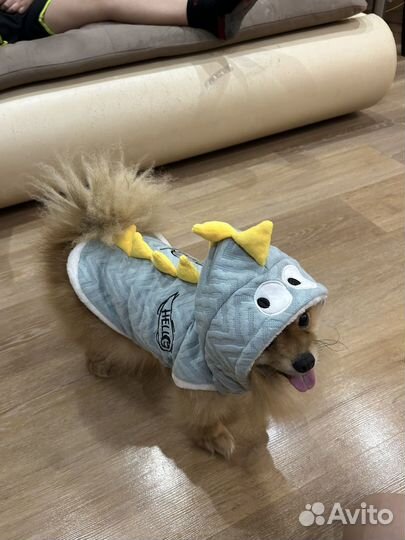 Одежда для собак