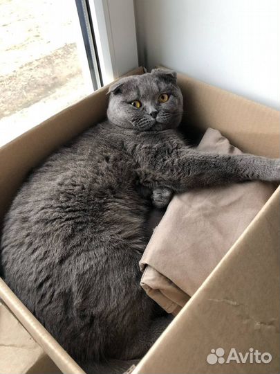 Шотландский вислоухий кот