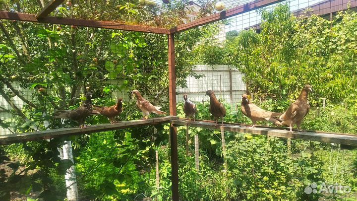 Бакинские бойные голуби