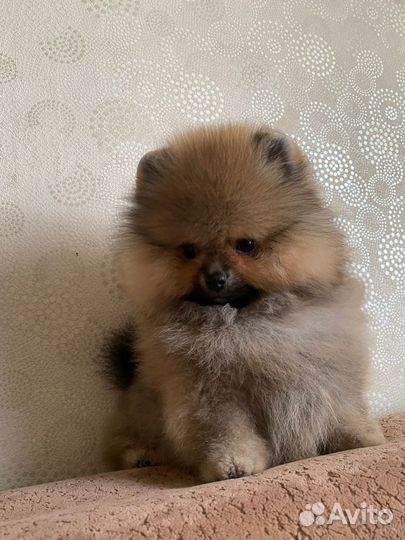 Щенки шпица